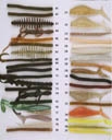 Color Chart-Soft Baits